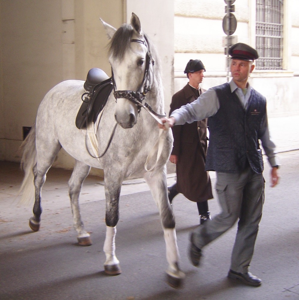 Lipizzan horse from the Spanish Riding School<small>© Wikimedia Commons / GNU Free Documentation License Version 1.2)]</small>