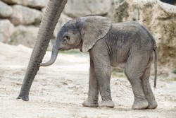Schönbrunn Zoo - Elephant Baby Kibali<small>© Tiergarten Schönbrunn / Daniel Zupanc</small>