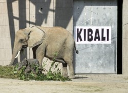 Schönbrunn Zoo - Elephant Baby Kibali<small>© Tiergarten Schönbrunn / Daniel Zupanc</small>