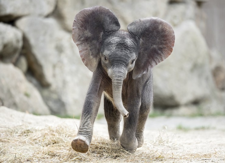 Schönbrunn Zoo - Elephant Baby Kibali<small>© Tiergarten Schönbrunn / Daniel Zupanc</small>