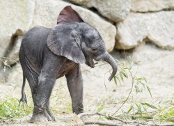 Schönbrunn Zoo - Elephant Baby Kibali<small>© Tiergarten Schönbrunn / Daniel Zupanc</small>
