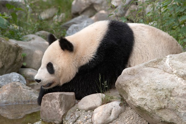 The zoo scores above all with the successful keeping of the Giant Pandas Fu Feng and Fu Ban.<small>© Wikimedia Commons / Werner Hölzl [GFDL (http://www.gnu.org/copyleft/fdl.html), CC-BY-SA-3.0]</small>
